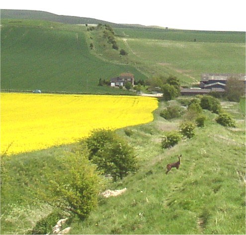 Wansdyke